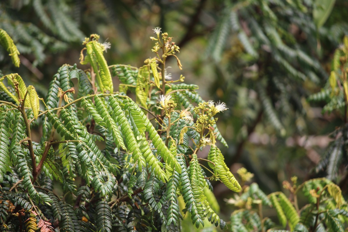 Archidendron clypearia subsp. subcoriaceum (Thwaites) I.C.Nielsen